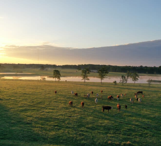 cattle in pasture