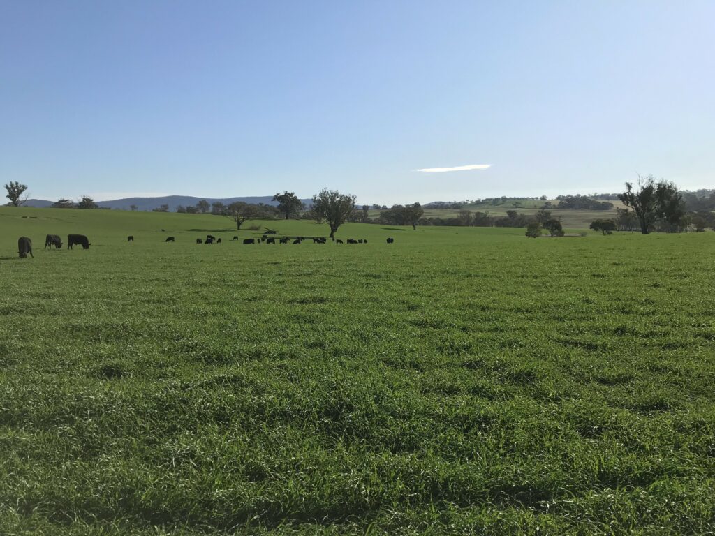 cattle in field