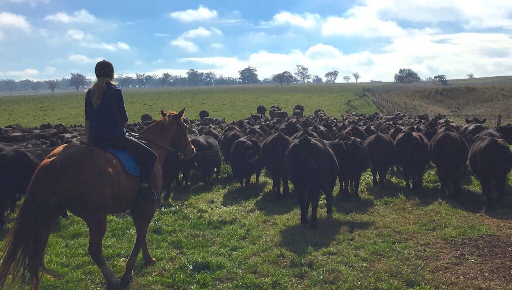 rancher herding cattle