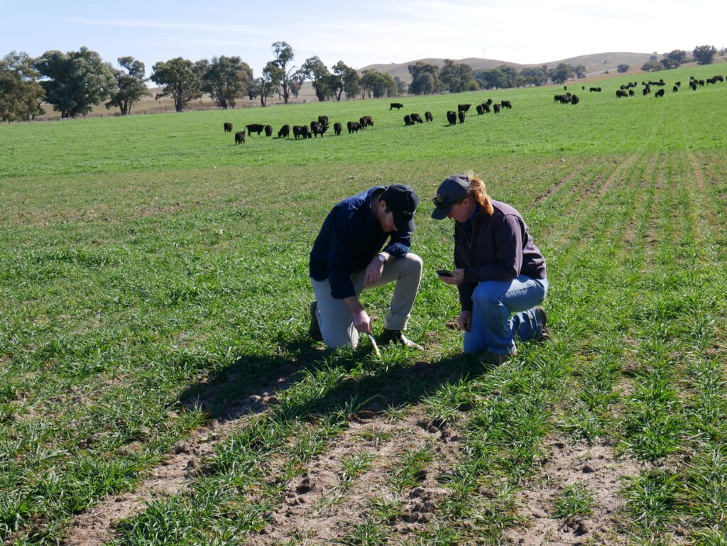 ranchers looking at grass