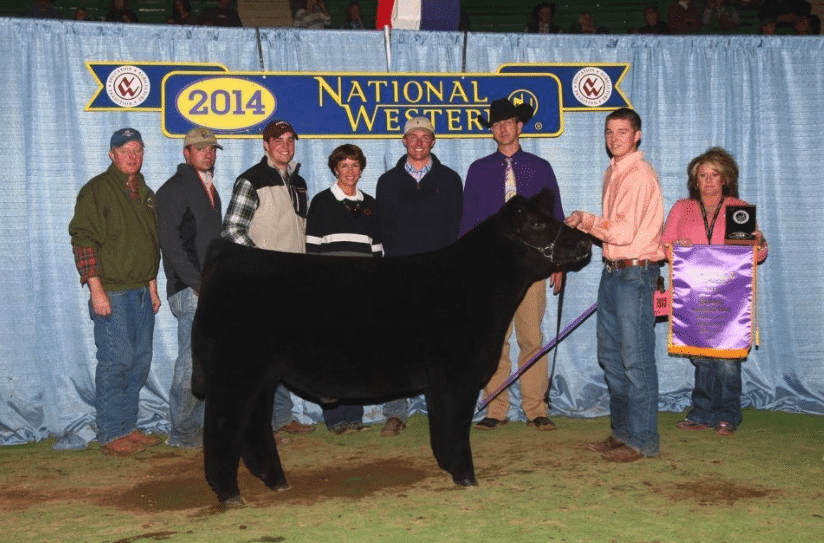 winning cow at national western