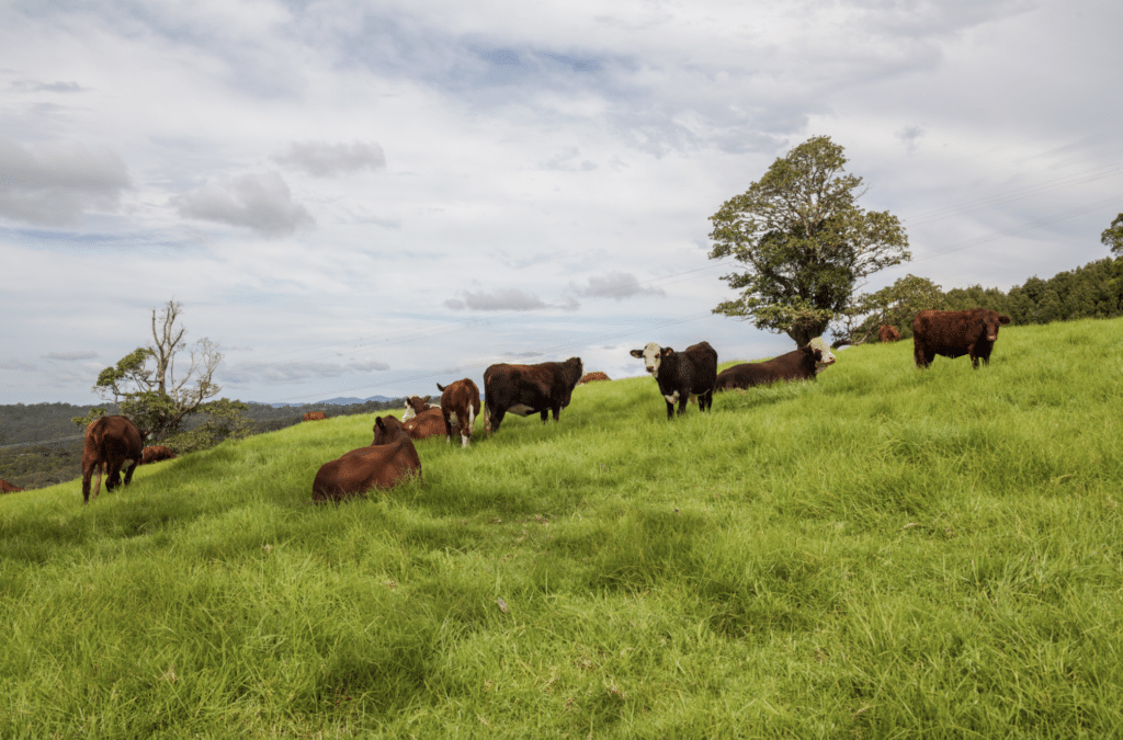 cattle on hillside