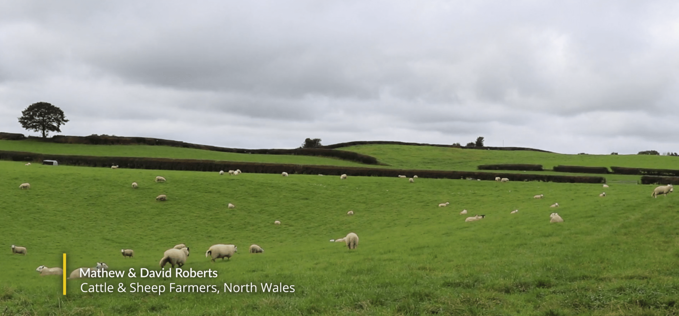 sheep in north wales