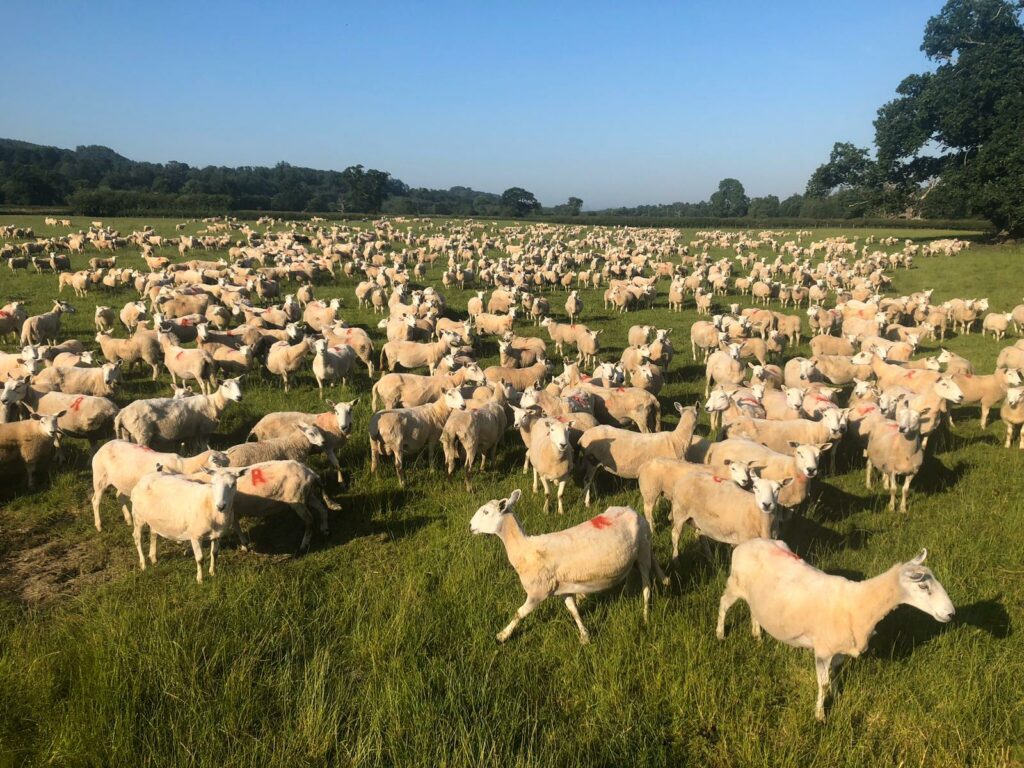 sheep in field