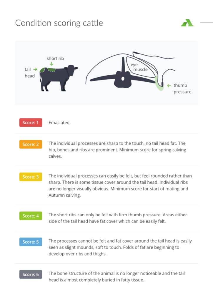 condition scoring cattle