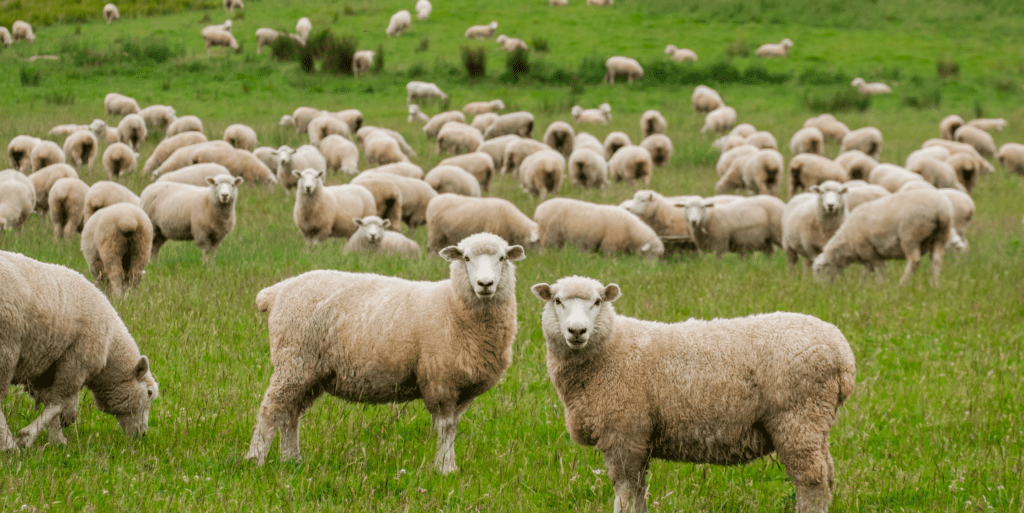 sheep in paddock
