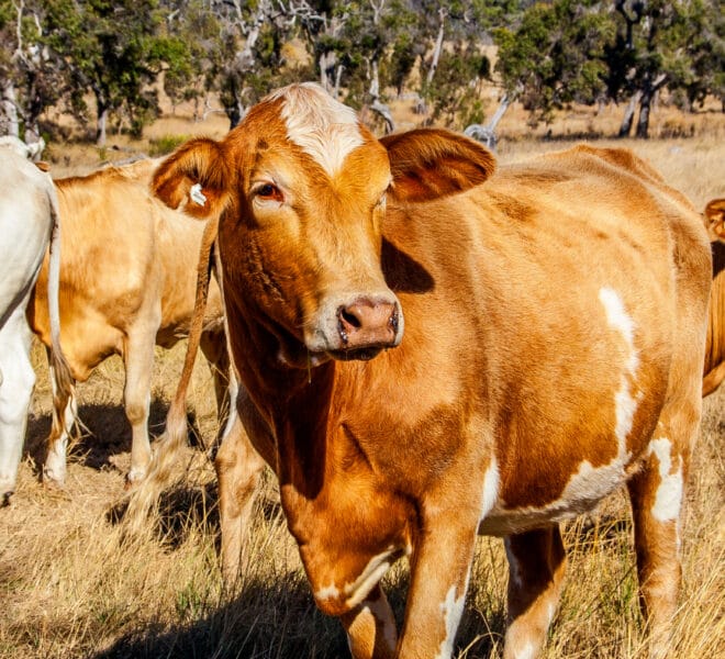 cow in field