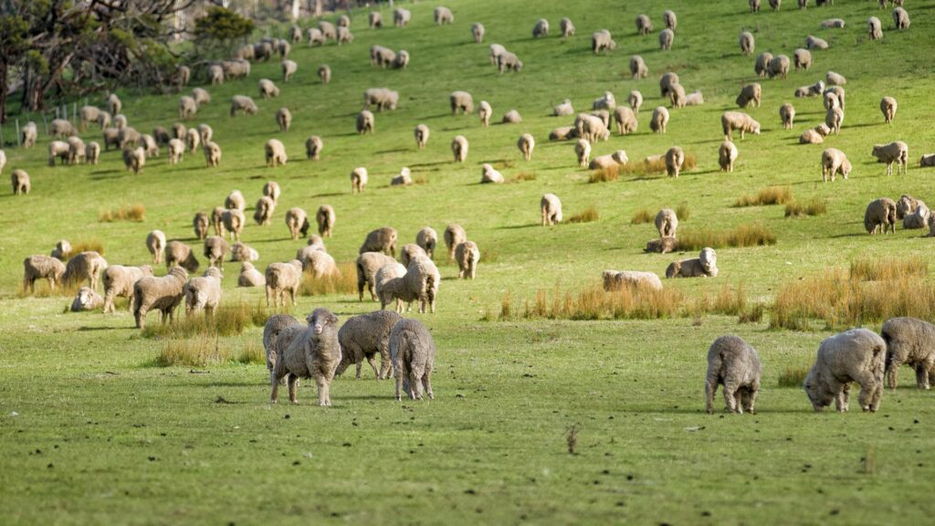 sheep in paddock