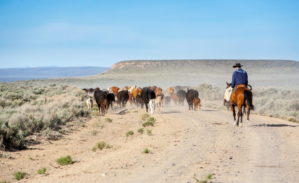 rancher driving cattle