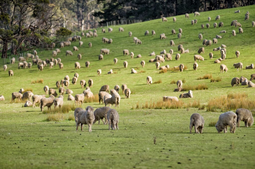 sheep in paddock