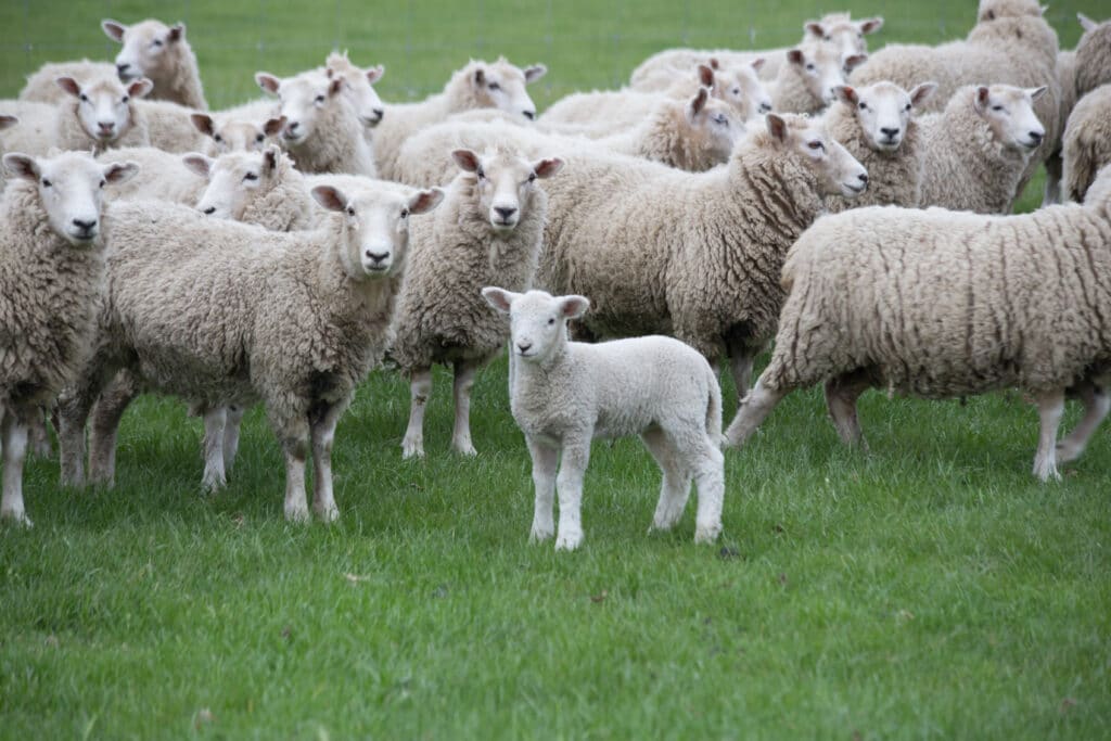 ewes and lambs