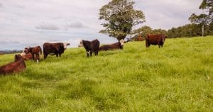 cattle in pasture