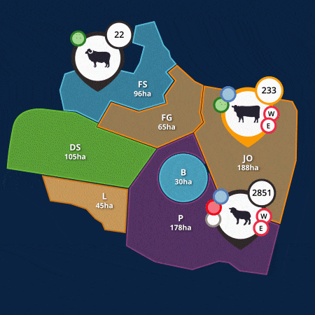 animation in software for livestock management