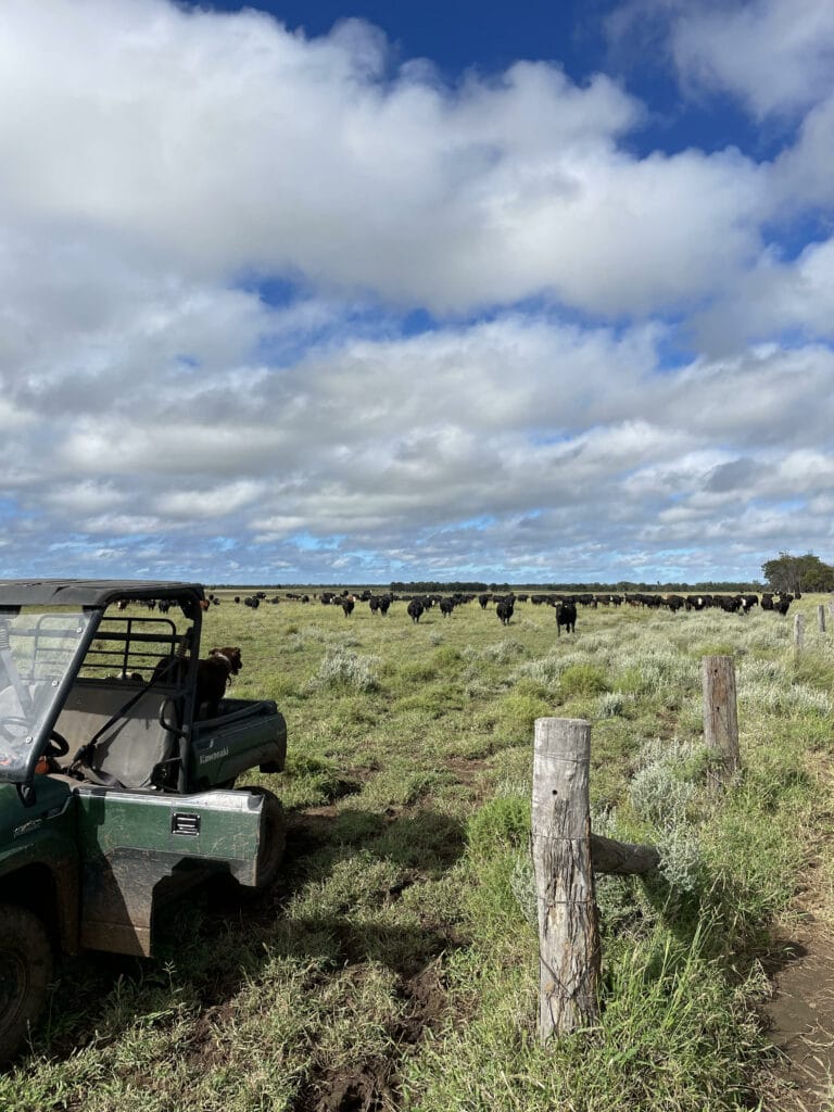 cattle in the field