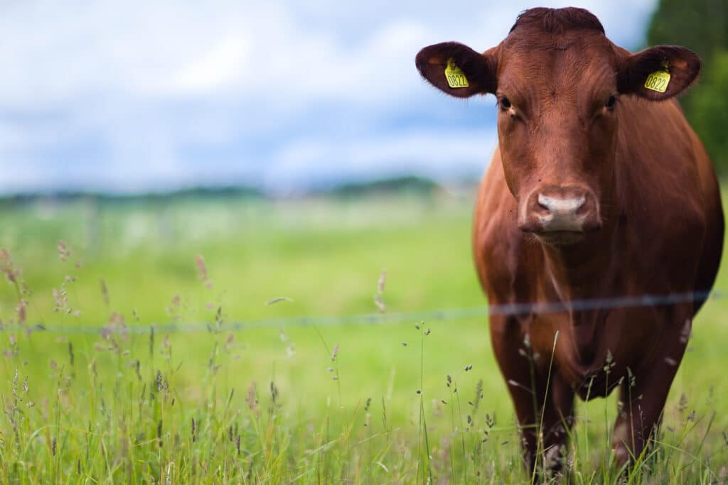 cow standing at a gate
