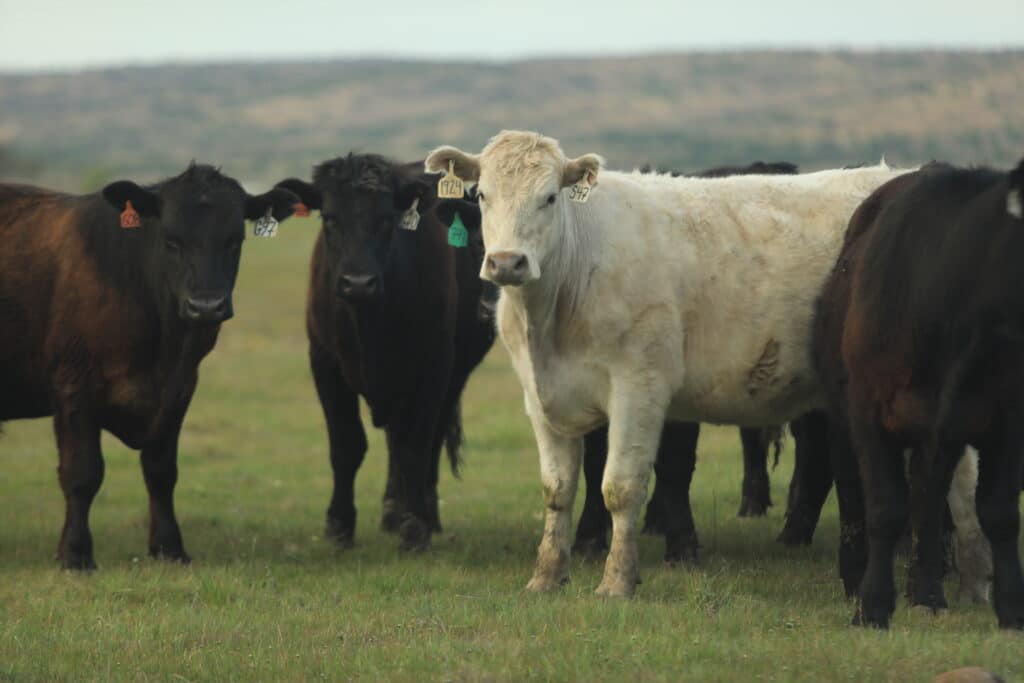 cattle in field