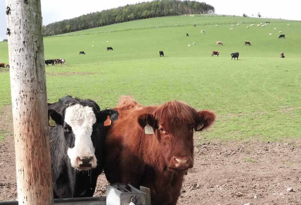 two cows grazing near gate