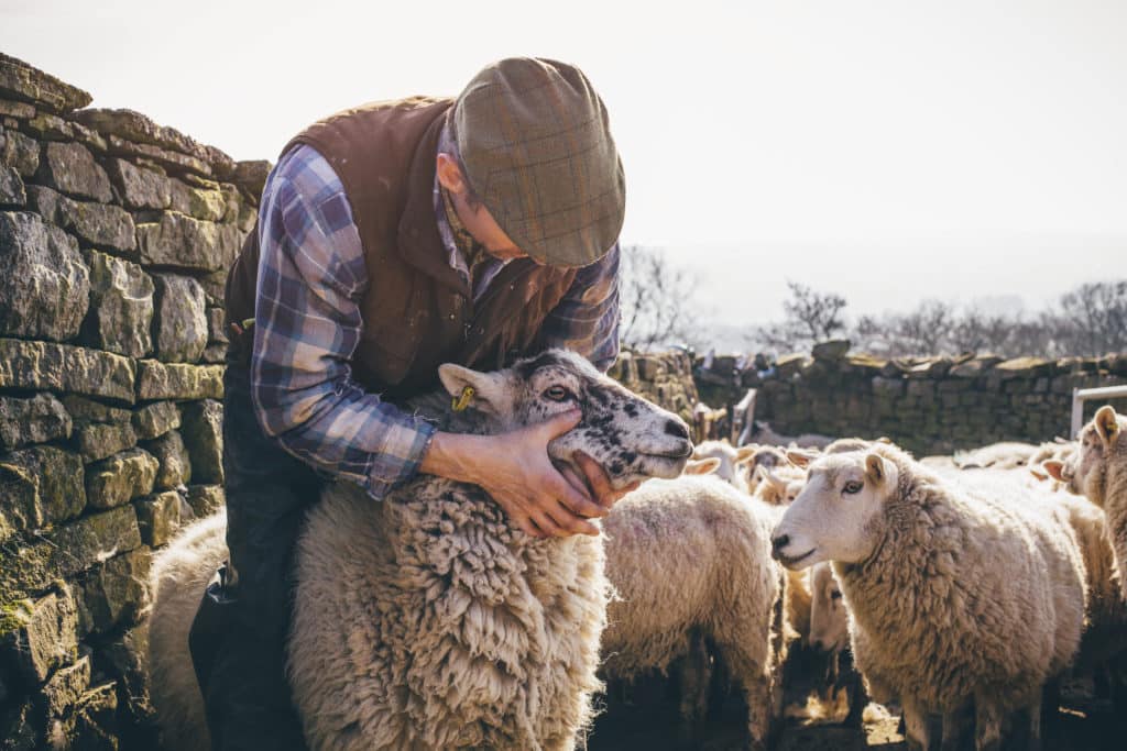 Checking on welfare of sheep using KPIs