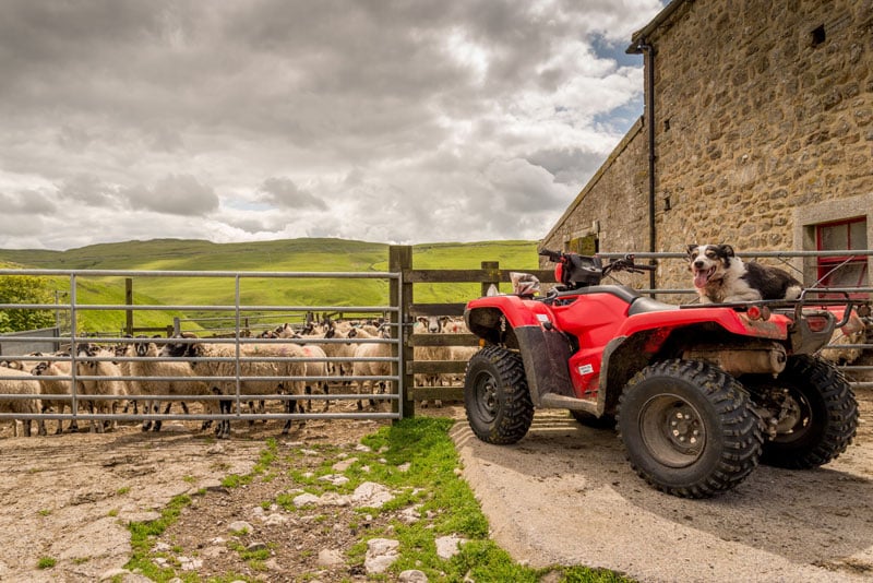 Sheep in the yard with quadbike and sheepdog