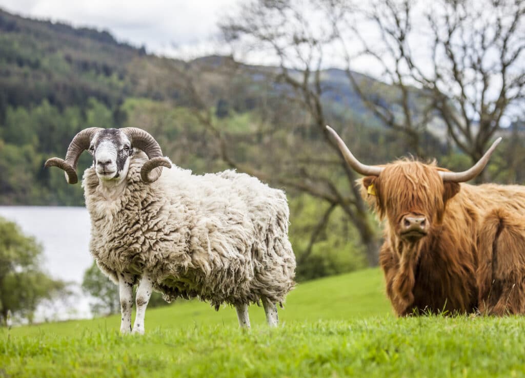Sheep and cow