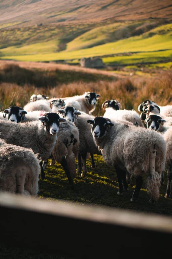 Sheep grazing on land