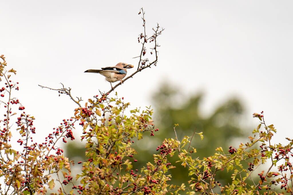 bird on hawthorn tree