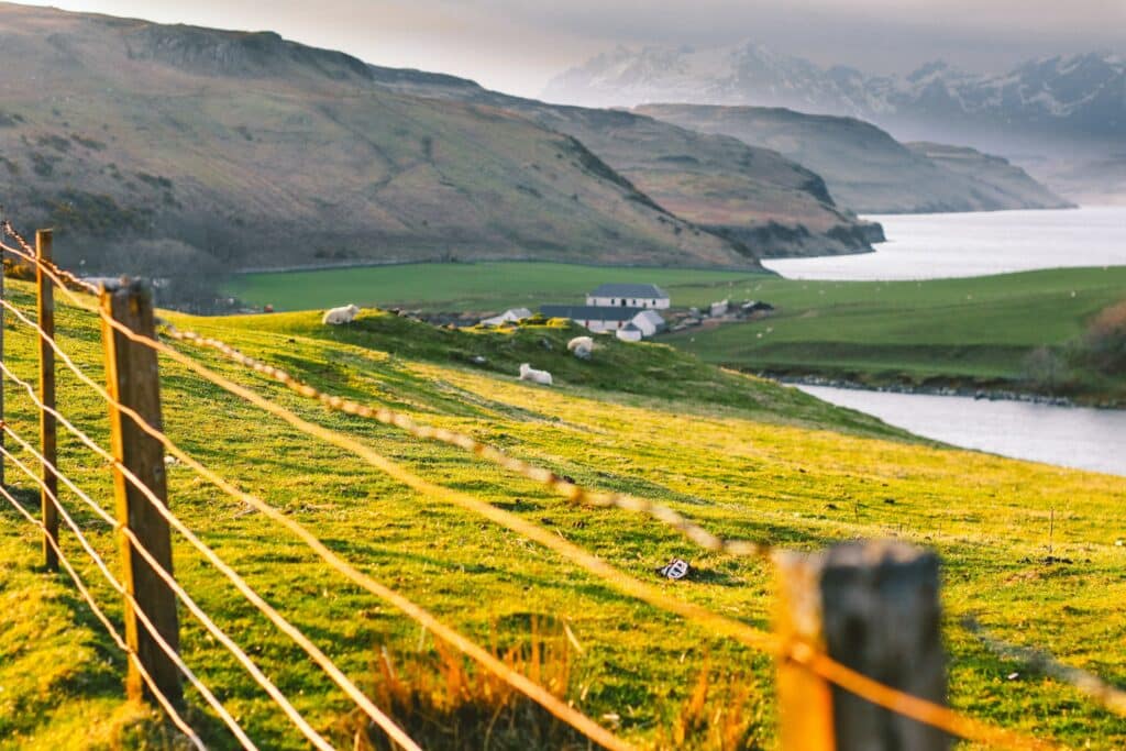 sheep grazing