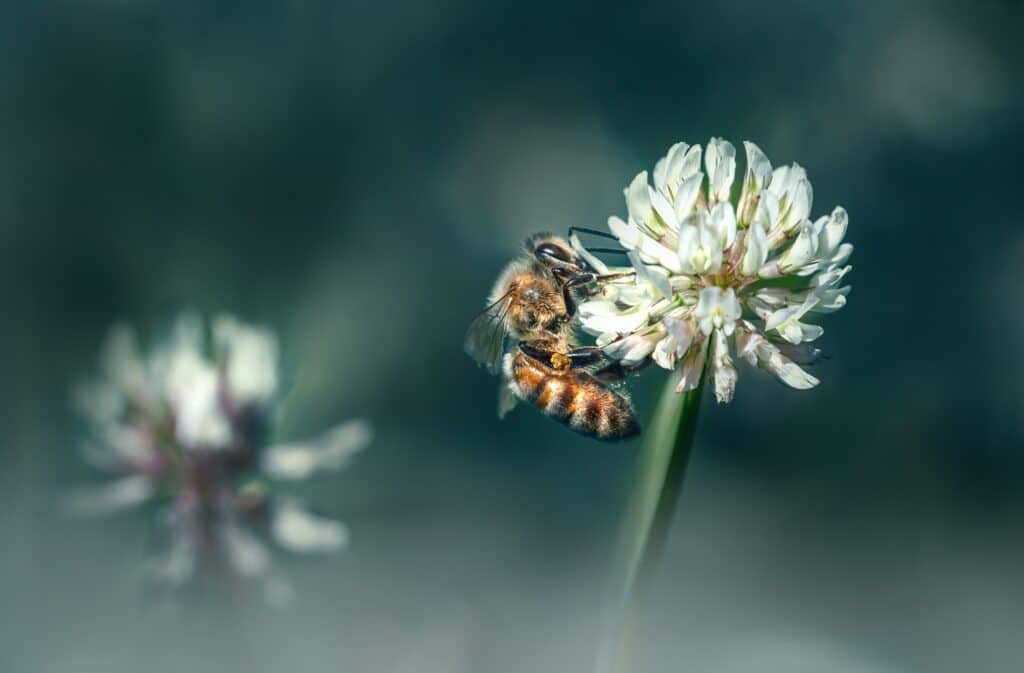 bee on white clover