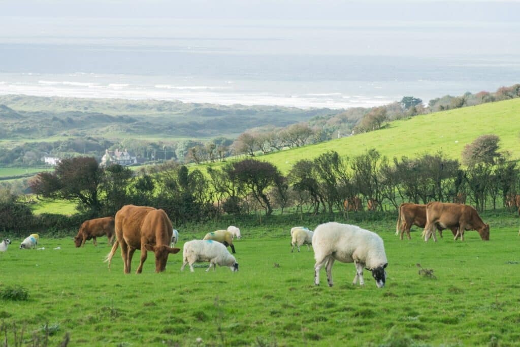 cattle and sheep in pasture