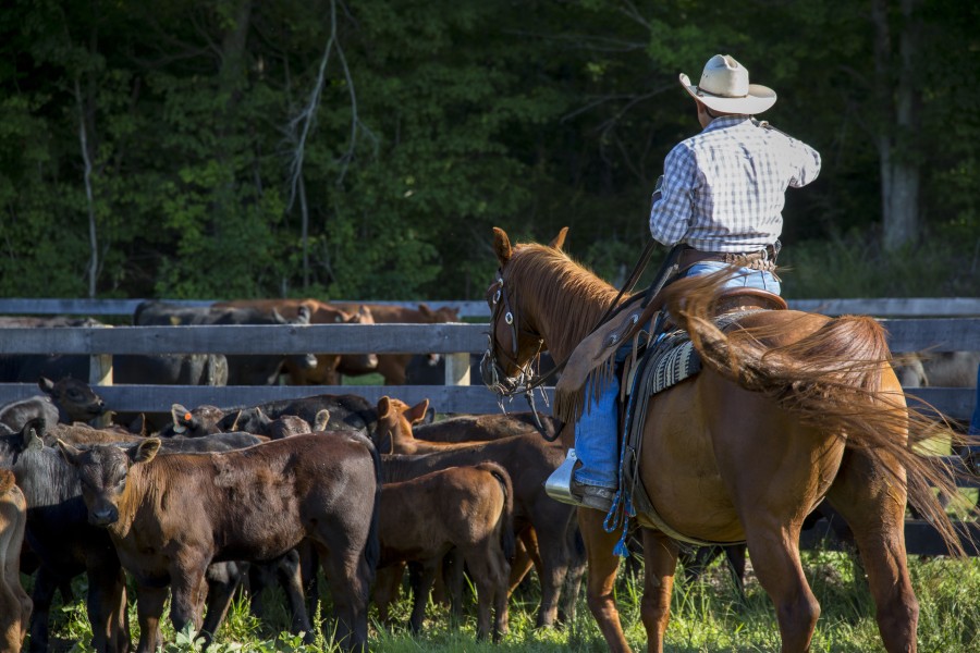 rancher on horseback