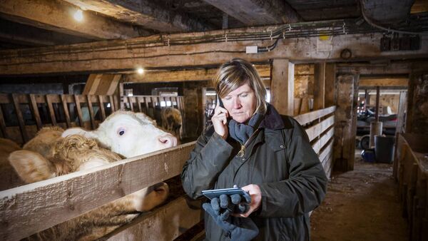 woman in cattle shed phoning vet about her stock weights