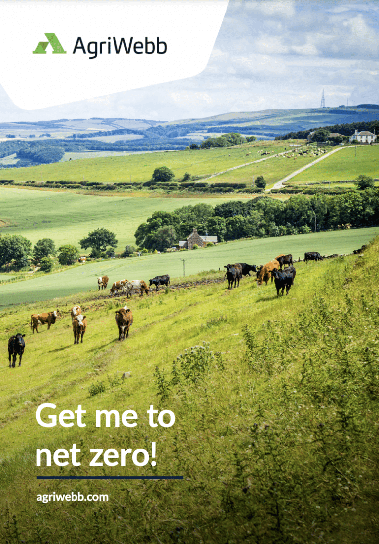 Cows in field