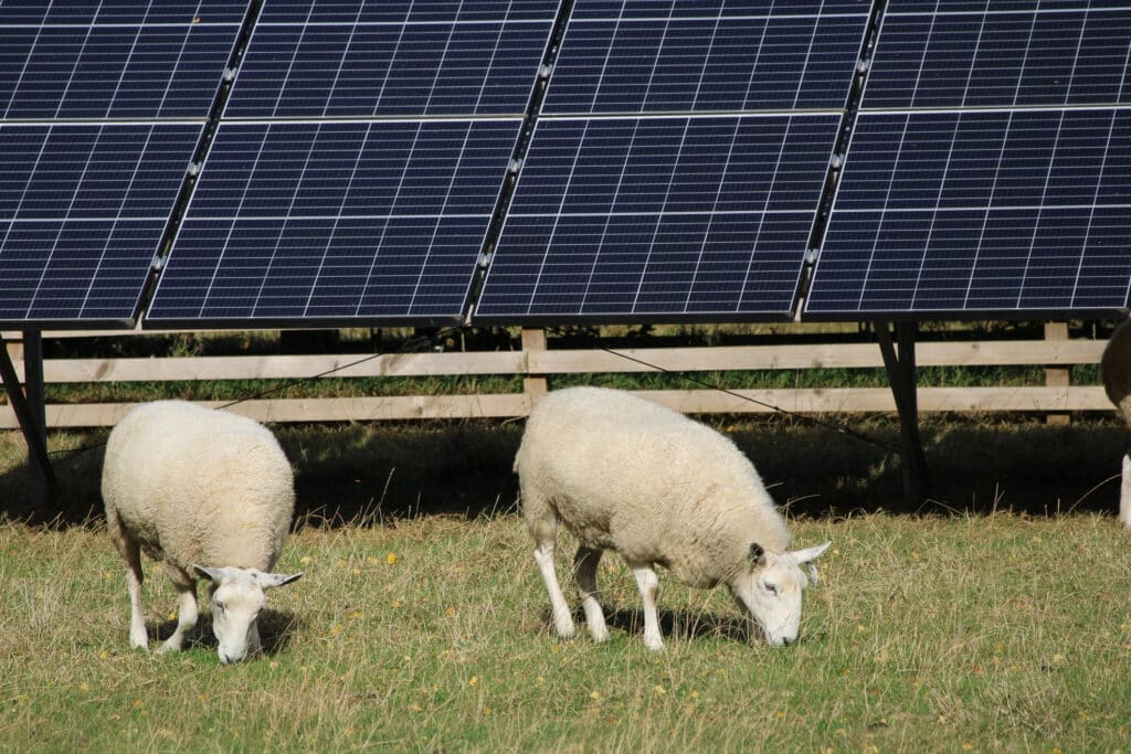 Sheep grazing by solar panels