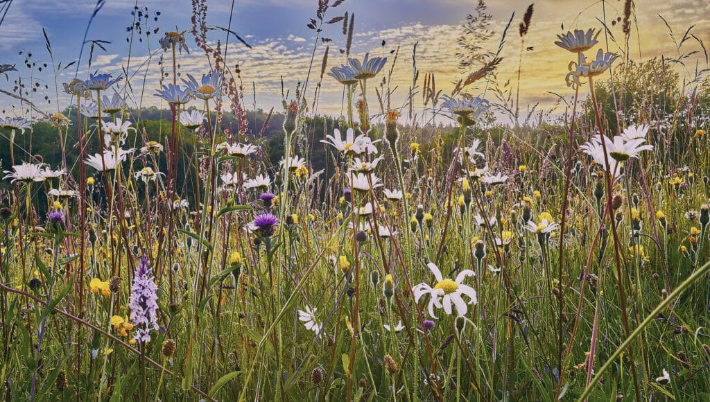Wildflowers growing in a regenerative meadow