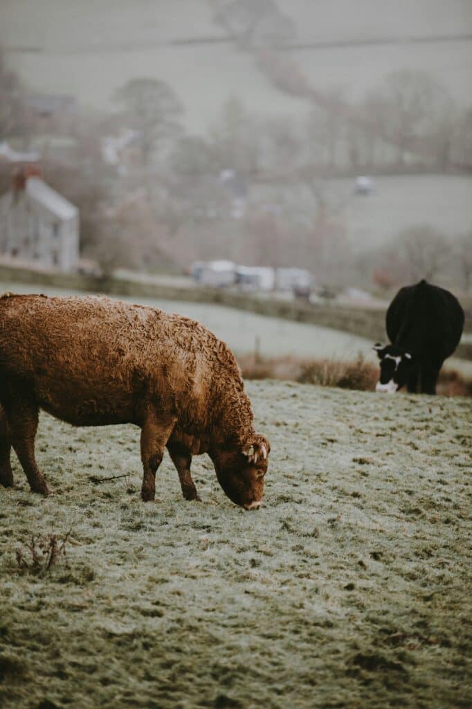 Cattle grazing in wintry field on a farm